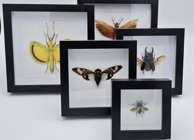 Insecten in lijst