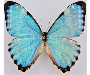 unmounted-morpho-portis.jpg