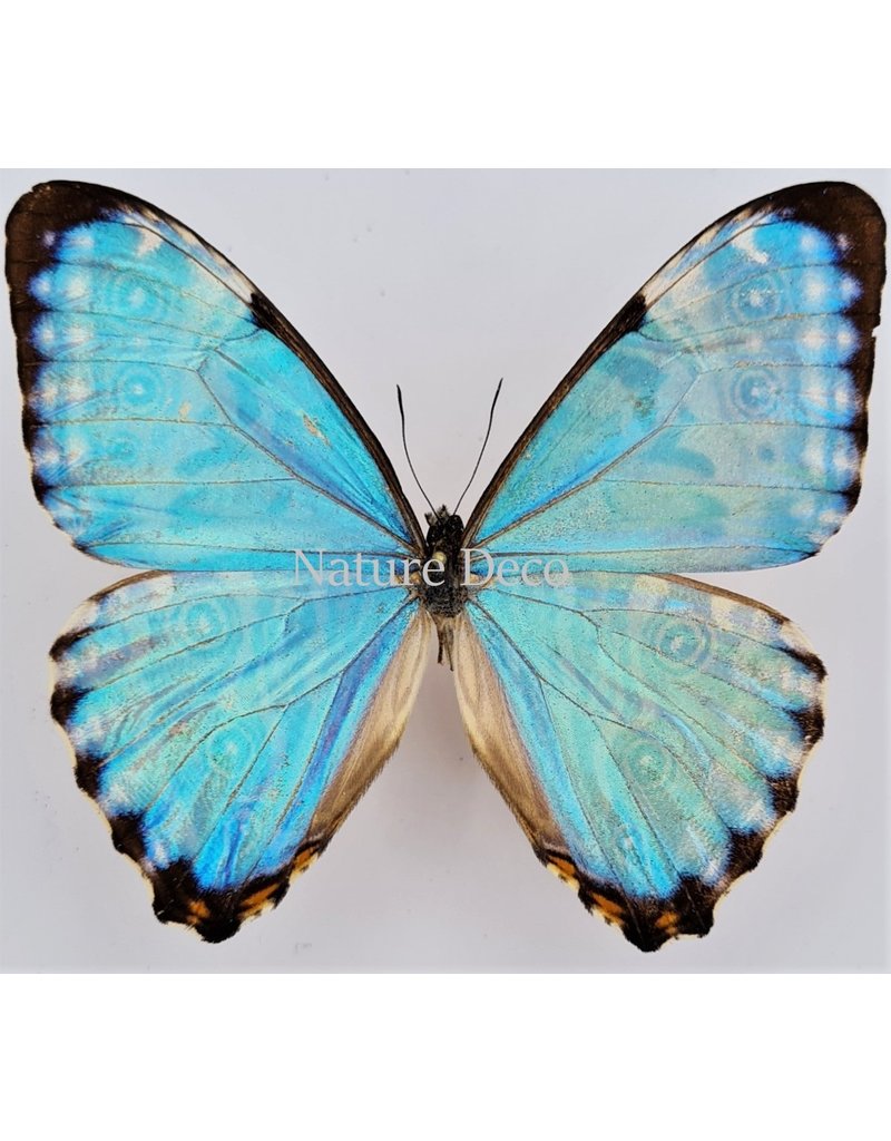 . Unmounted Morpho Portis