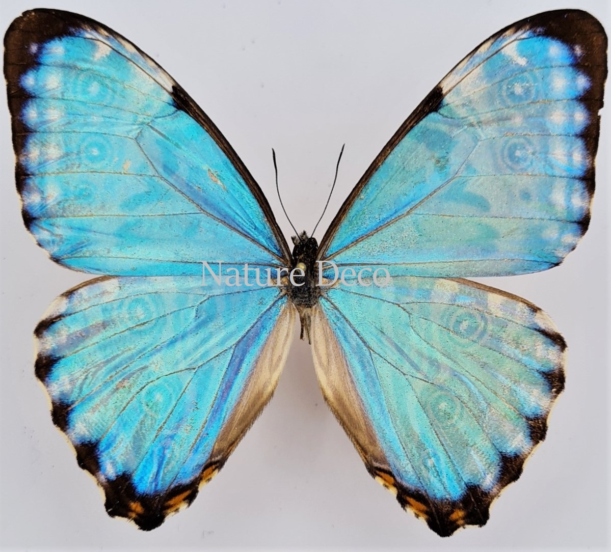 Unmounted Morpho Portis - Nature Deco
