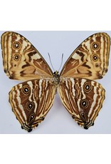 . Unmounted Morpho Portis