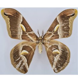 . Unmounted Samia Insularis