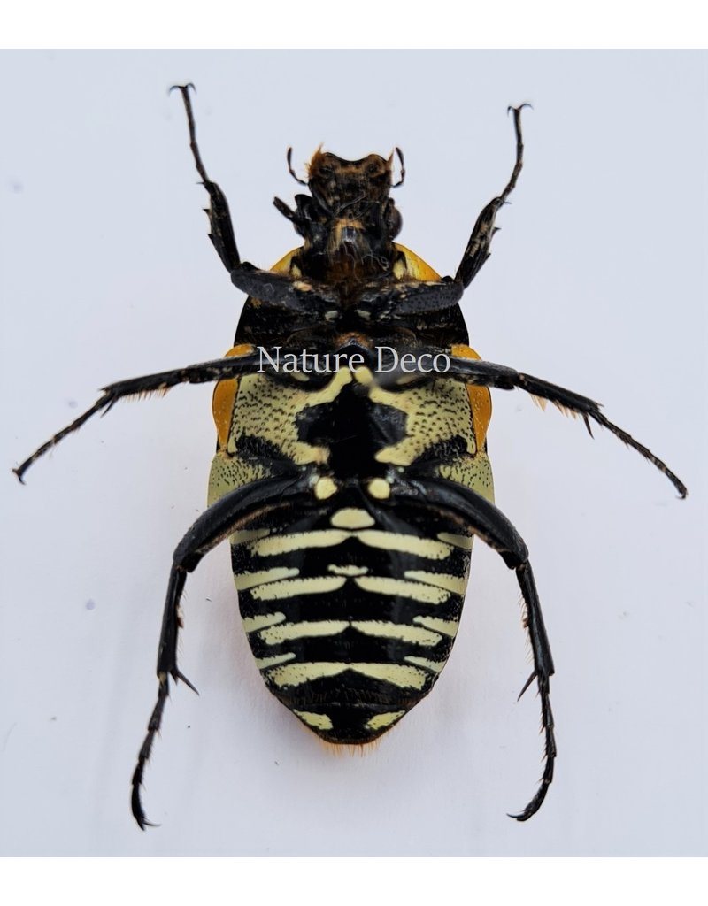 . Ongeprepareerde Euchroea Auripimenta