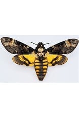 . Unmounted / dried  Acherontia Atropos (Death head hawk moth)