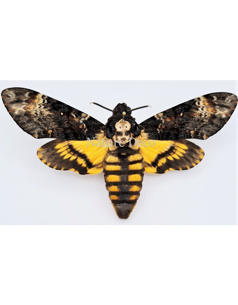 . Unmounted / dried  Acherontia Atropos (Death head hawk moth)