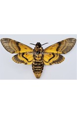 . Unmounted / dried  Acherontia Atropos (Death head hawk moth)