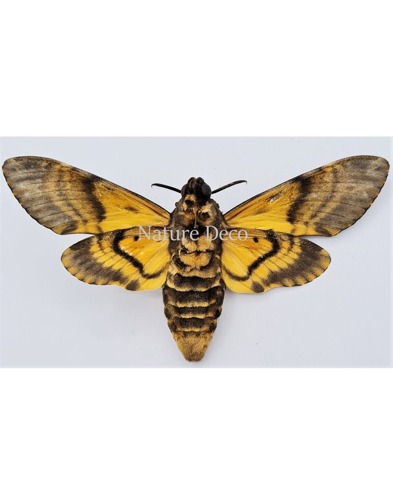 . Unmounted / dried  Acherontia Atropos (Death head hawk moth)