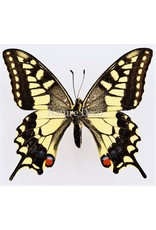 . Unmounted / dried Papilio Machaon (queen page buttefly)