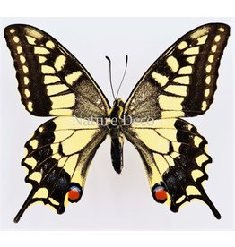 . Ongeprepareerde Papilio Machaon (Koninginnenpage)
