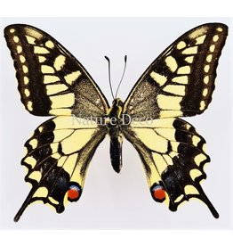 . Unmounted Papilio Machaon (queen page buttefly)