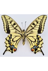 . Unmounted / dried Papilio Machaon (queen page buttefly)