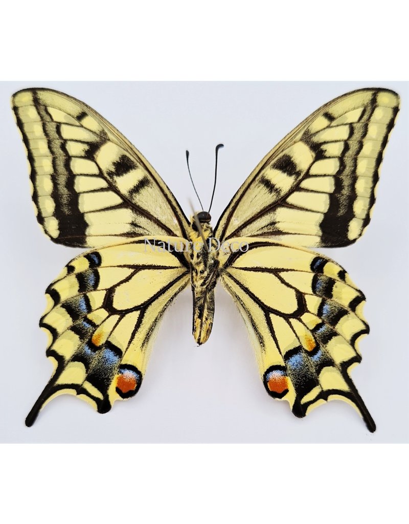 . Ongeprepareerde Papilio Machaon (Koninginnenpage)