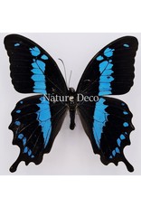 . Unmounted / dried Papilio Oribazus