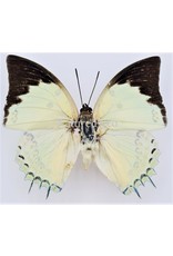 . Unmounted/dried Polyura Delphis Concha