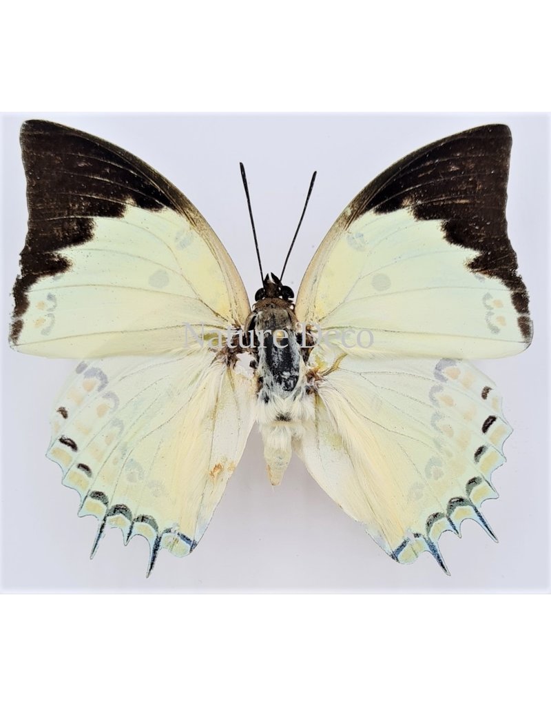 . Unmounted/dried Polyura Delphis Concha