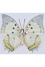 . Unmounted/dried Polyura Delphis Concha