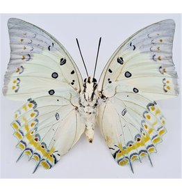 . Ongeprepareerde Polyura Delphis Concha