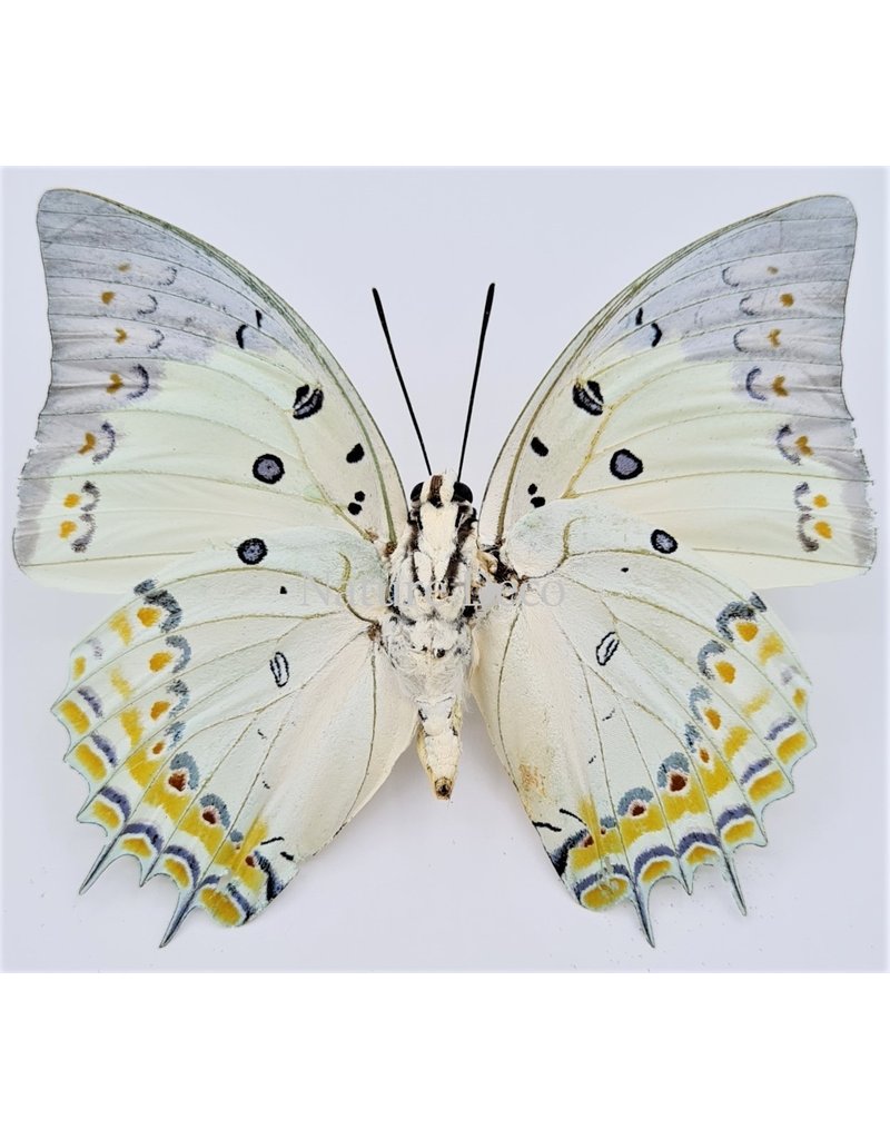 . Unmounted/dried Polyura Delphis Concha