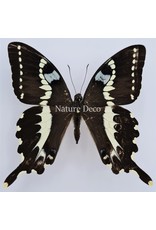 . Unmounted / dried Papilio Delalandei