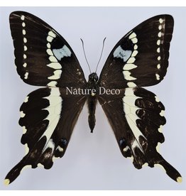 . Unmounted Papilio Delalandei