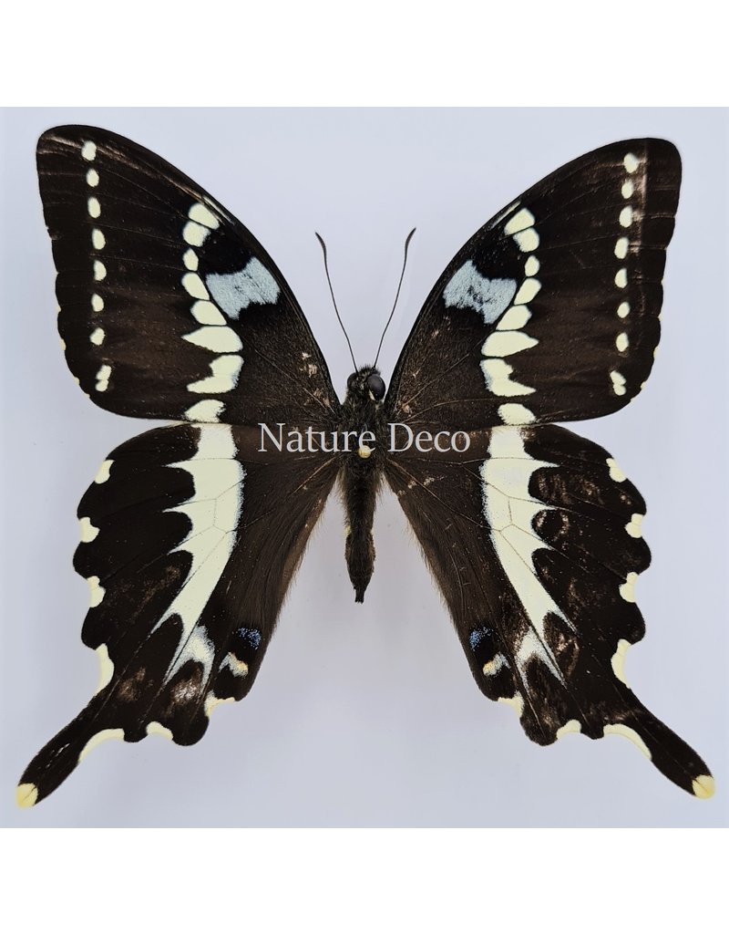 . Unmounted / dried Papilio Delalandei