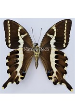 . Unmounted / dried Papilio Delalandei