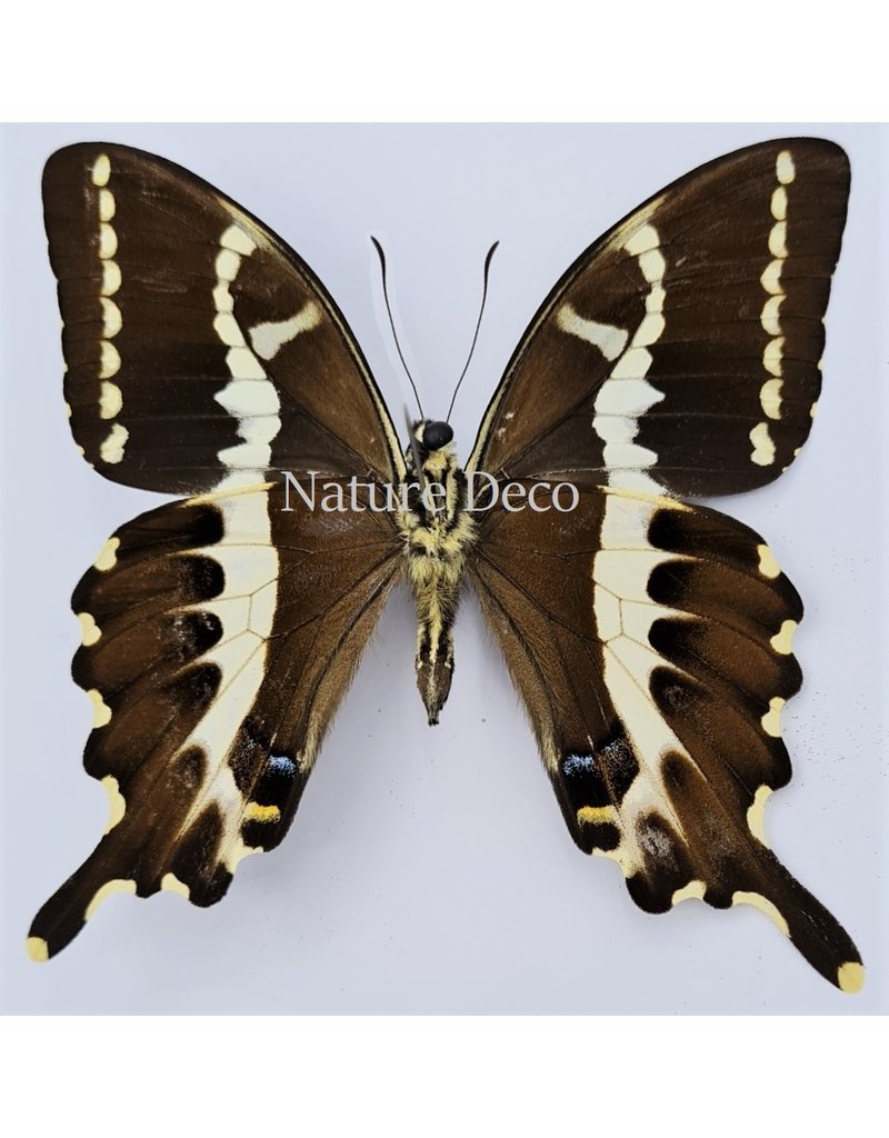 . Unmounted / dried Papilio Delalandei