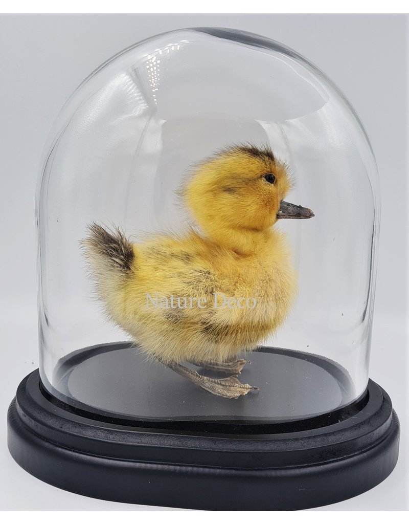 Nature Deco Mounted duckling in luxury  black oval glass dome  (17cm x 14cm x 18cm)