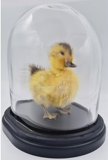 Nature Deco Mounted duckling in luxury  black oval glass dome  (17cm x 14cm x 18cm)