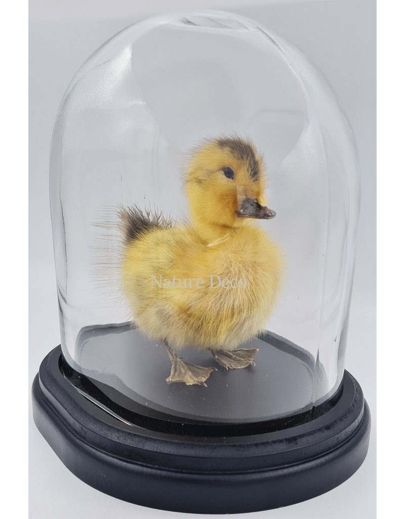 Nature Deco Mounted duckling in luxury  black oval glass dome  (17cm x 14cm x 18cm)