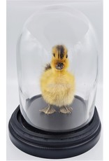 Nature Deco Mounted duckling in luxury  black oval glass dome  (17cm x 14cm x 18cm)