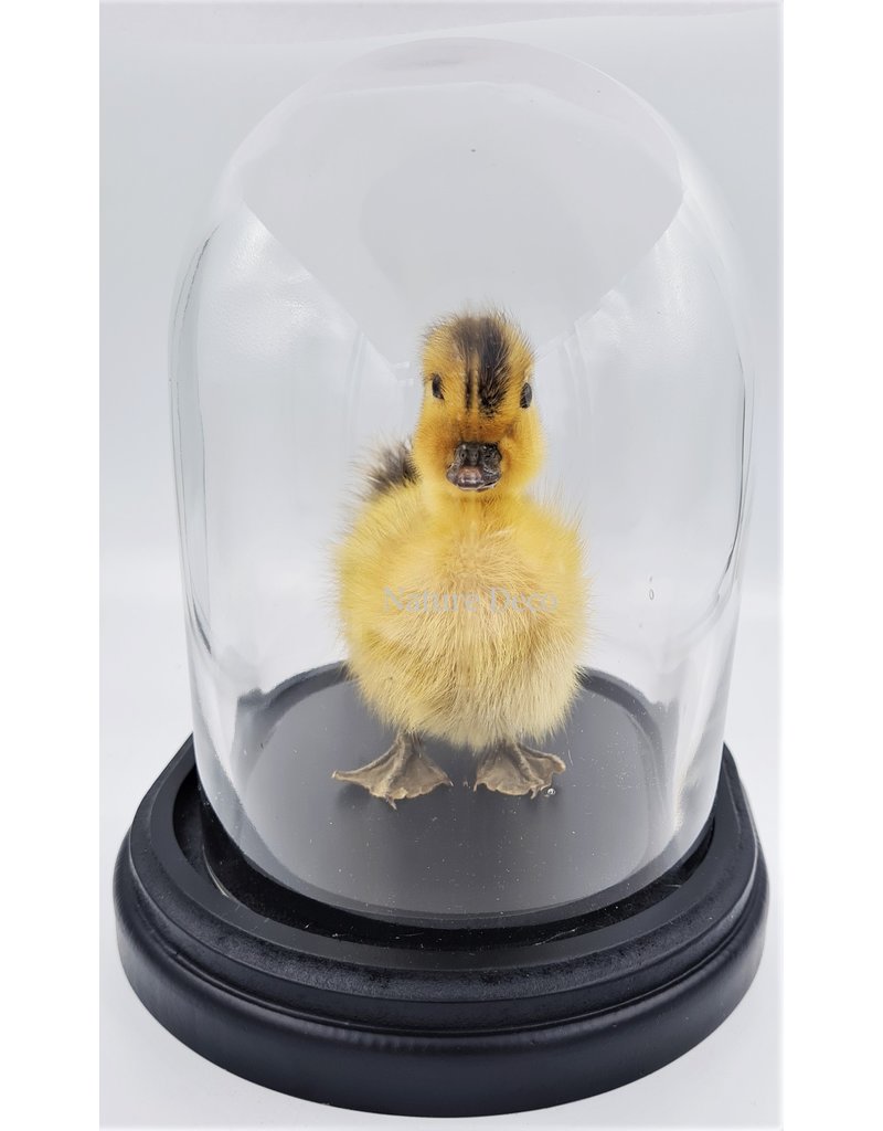 Nature Deco Mounted duckling in luxury  black oval glass dome  (17cm x 14cm x 18cm)