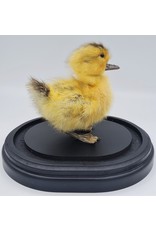 Nature Deco Mounted duckling in luxury  black oval glass dome  (17cm x 14cm x 18cm)