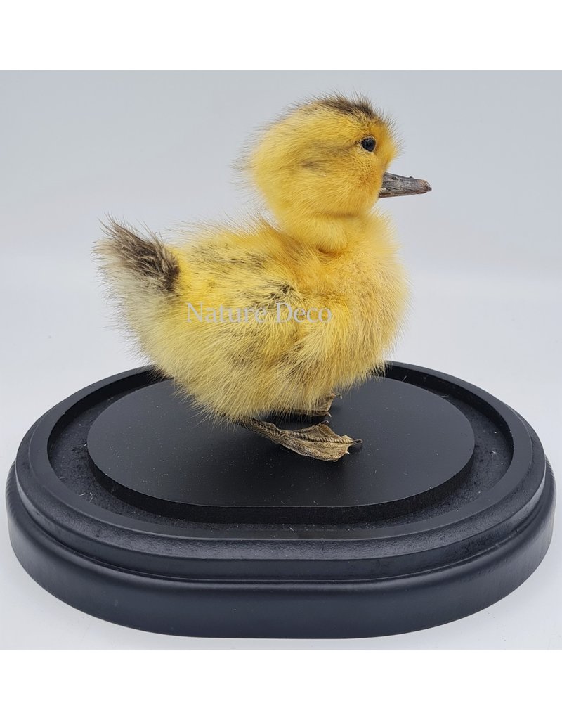 Nature Deco Mounted duckling in luxury  black oval glass dome  (17cm x 14cm x 18cm)