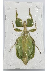 . (Un)mounted / dried Phyllium sp. female (walking leaf)