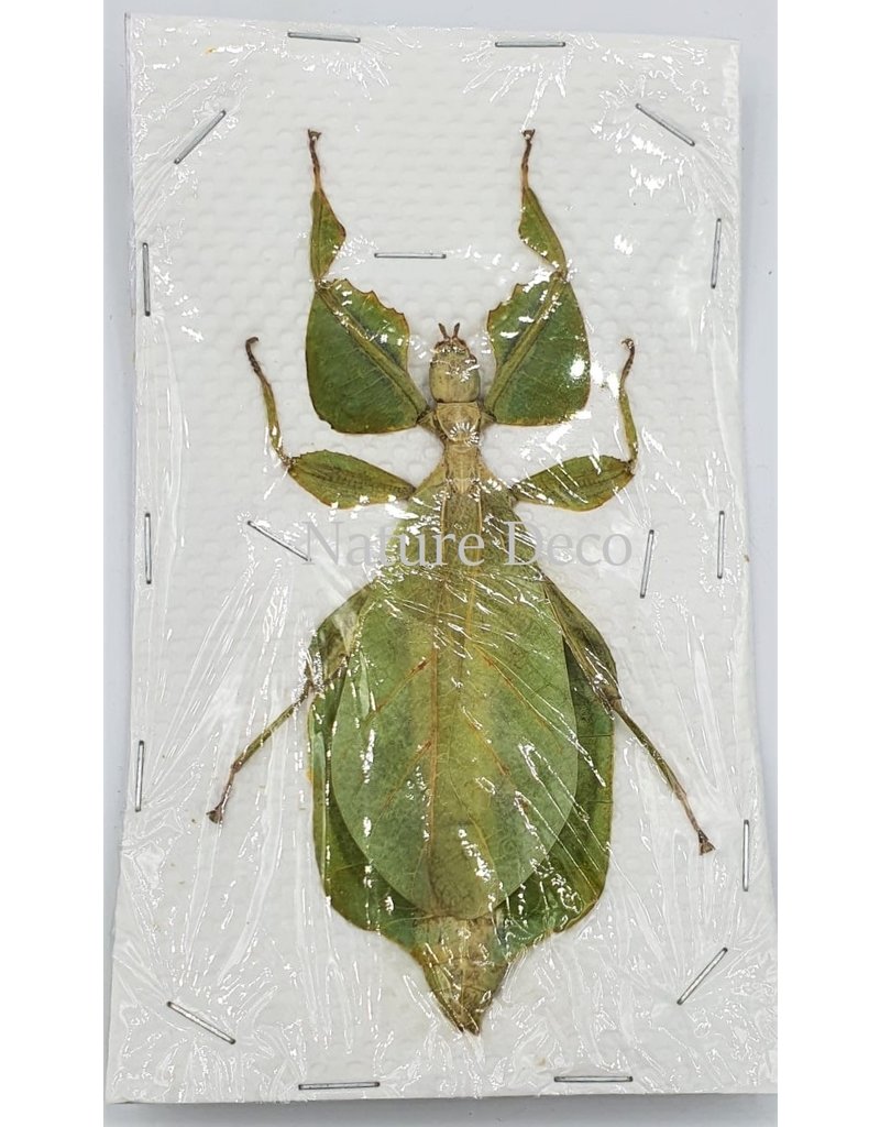 . (Un)mounted / dried Phyllium Celebicum female (walking leaf)