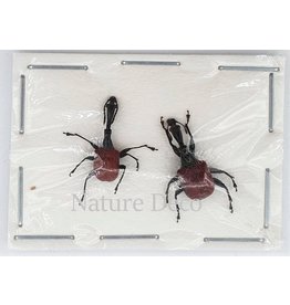 . Unmounted Trachelophorus Giraffa pair