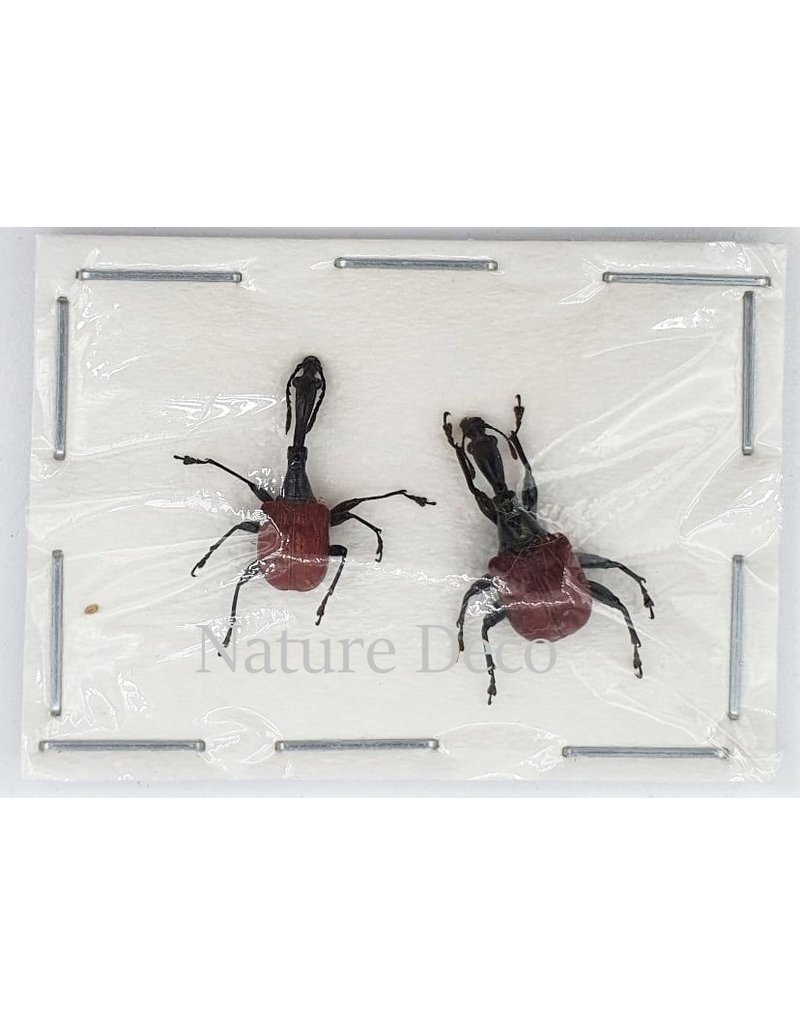 . Unmounted / dried Trachelophorus Giraffa pair