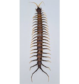 . b grade (Un)mounted Scolopendridae Sulawesi (centipede) b grade