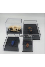 Insect box display showcase plastic model 1