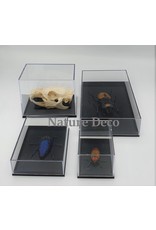 Insecten box doos showcase vitrine acrylaat model  M2
