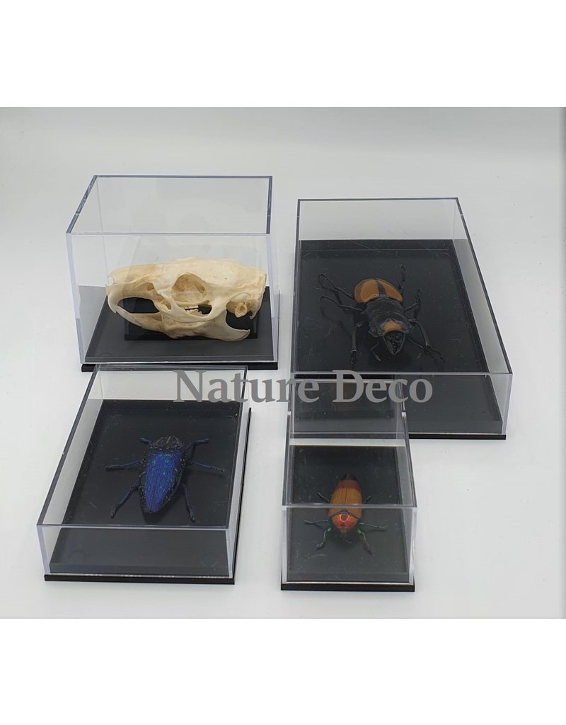 Insecten box doos showcase vitrine acrylaat model M4