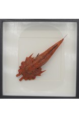 Nature Deco Jaggedhead Gurnard  rood in luxe 3D lijst 21,5 x 21,5cm