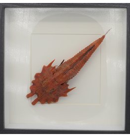 Nature Deco Jaggedhead Gurnard Red in luxury 3D frame