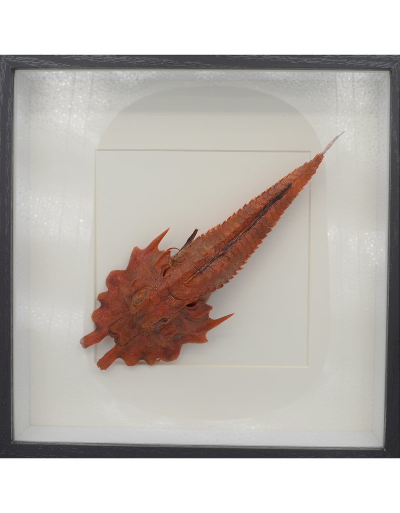 Nature Deco Jaggedhead Gurnard red  in luxury 3D frame 21,5x 21,5cm