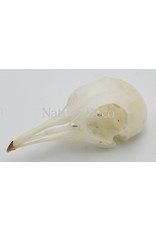 . Pigeon skull (Columbidae)