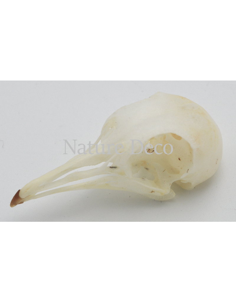 . Pigeon skull (Columbidae)