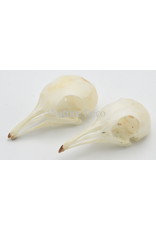 . Pigeon skull (Columbidae)