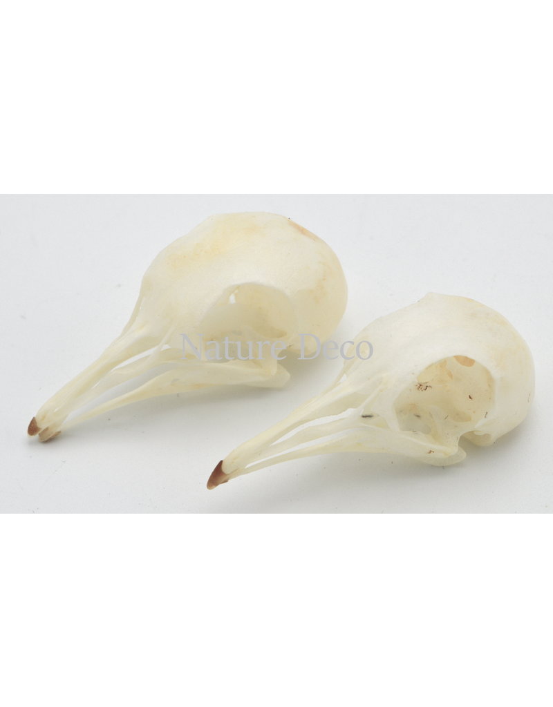 . Pigeon skull (Columbidae)