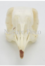 . Pigeon skull (Columbidae)